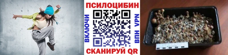 Купить где  Велиж  Галлюциногенные грибы GOLDEN TEACHER 